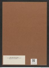 Diatomeae indet. Zeichnungen Sammlung Grunow Mappe 03660 (Herbarium_W_Grunow_drawings_Folder_03660)